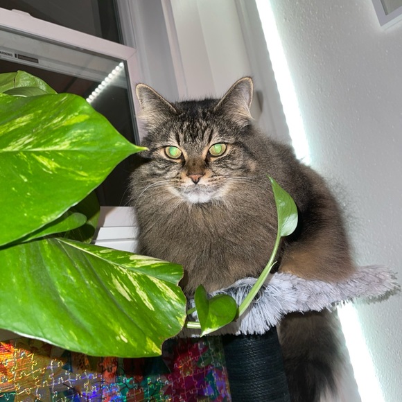 Meet your Posher, Lily - Picture 7 of 15